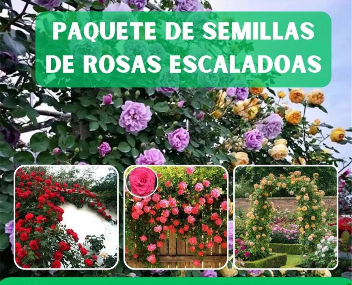 200 Semillas Rosas Trepadoras Jardín